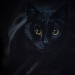 Black cat