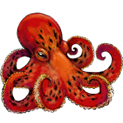 octopus