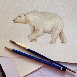 Арктика, Белый медведь