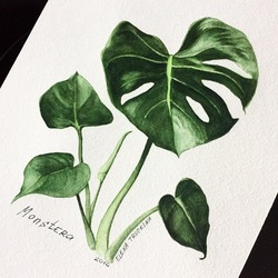 Monstera