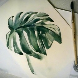 Monstera