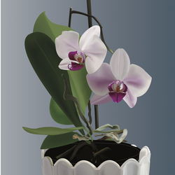 orchideya