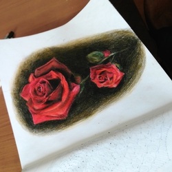 Розы в цветном карандаше