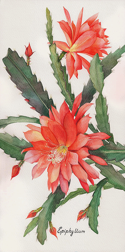 Иллюстрация Кактус эпифиллум в стиле академический рисунок,