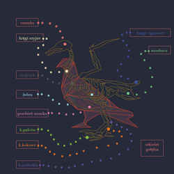 скелет голубя