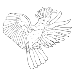 Cockatoo yellow white wings flying  coloring Vector illustration