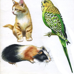 Животные для энциклопедии