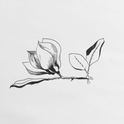 magnolia