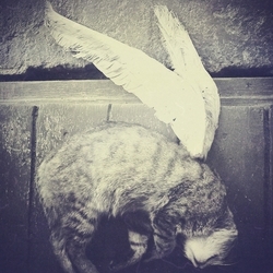 kitty angel....
