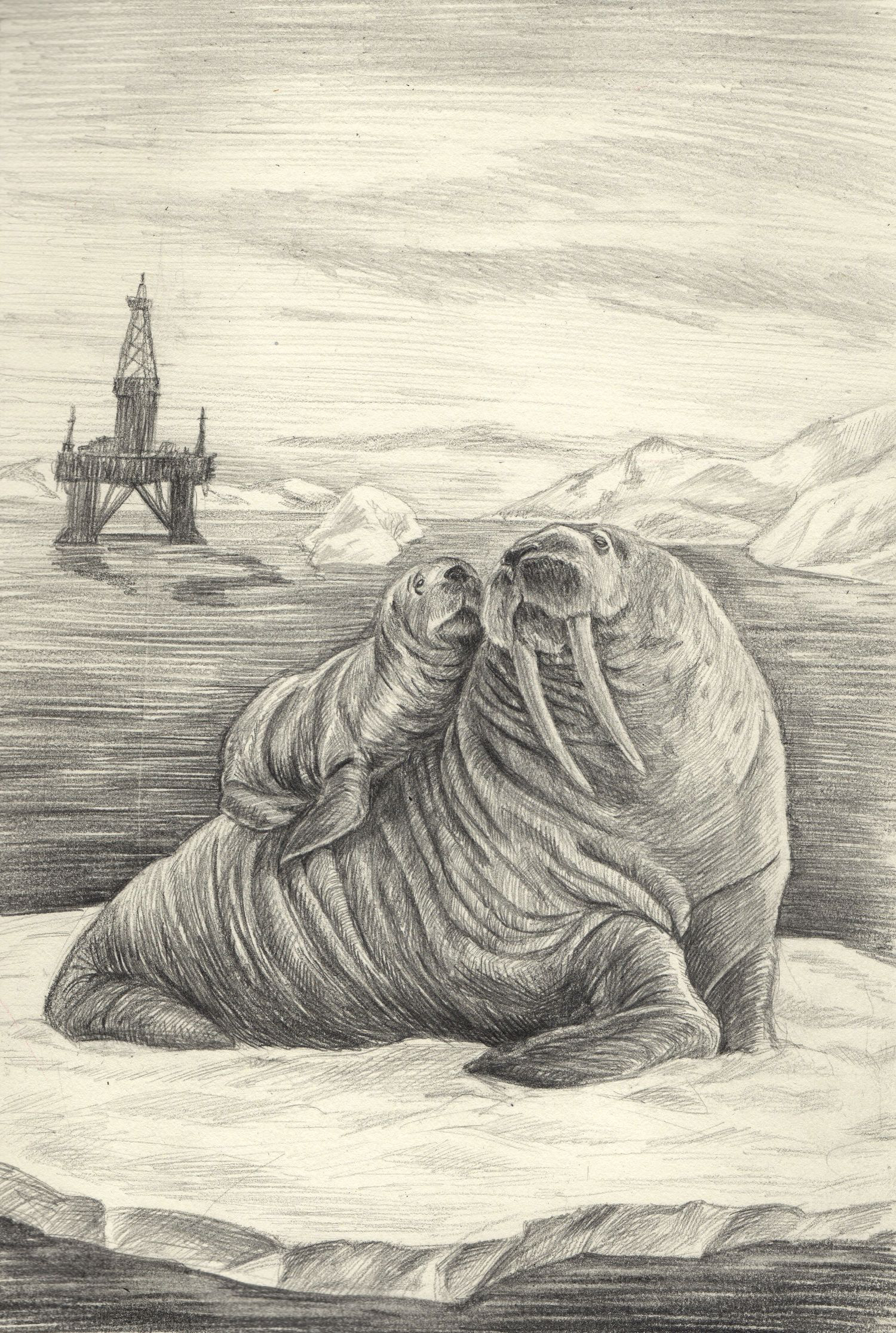 Легкий рисунок тюленя - 48 фото