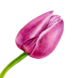 Tulip