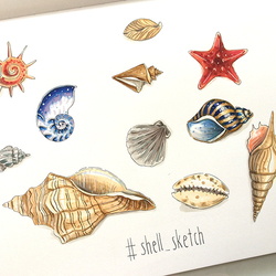 SeaShell Sketch