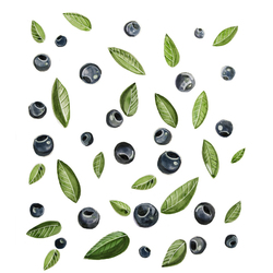 Blueberries pattern