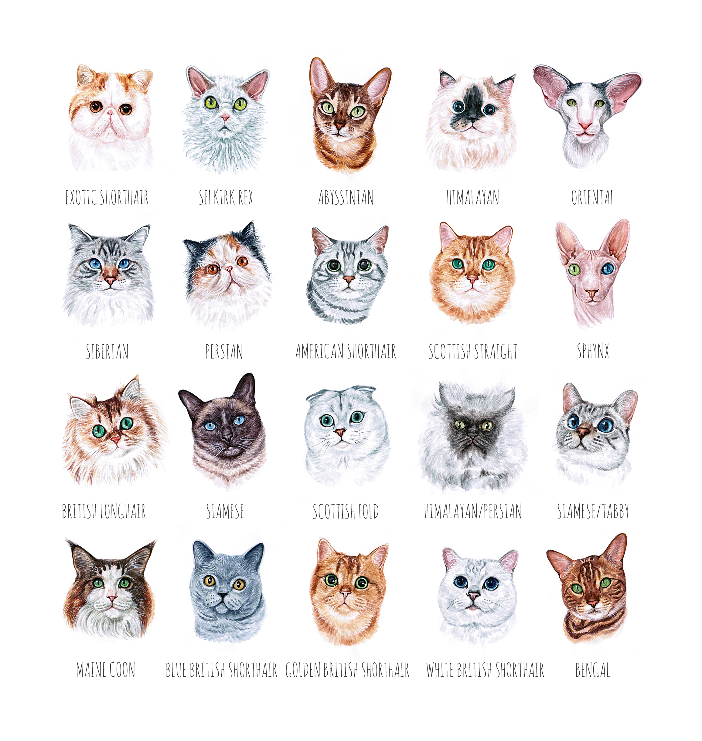 Породы кошек рисунки