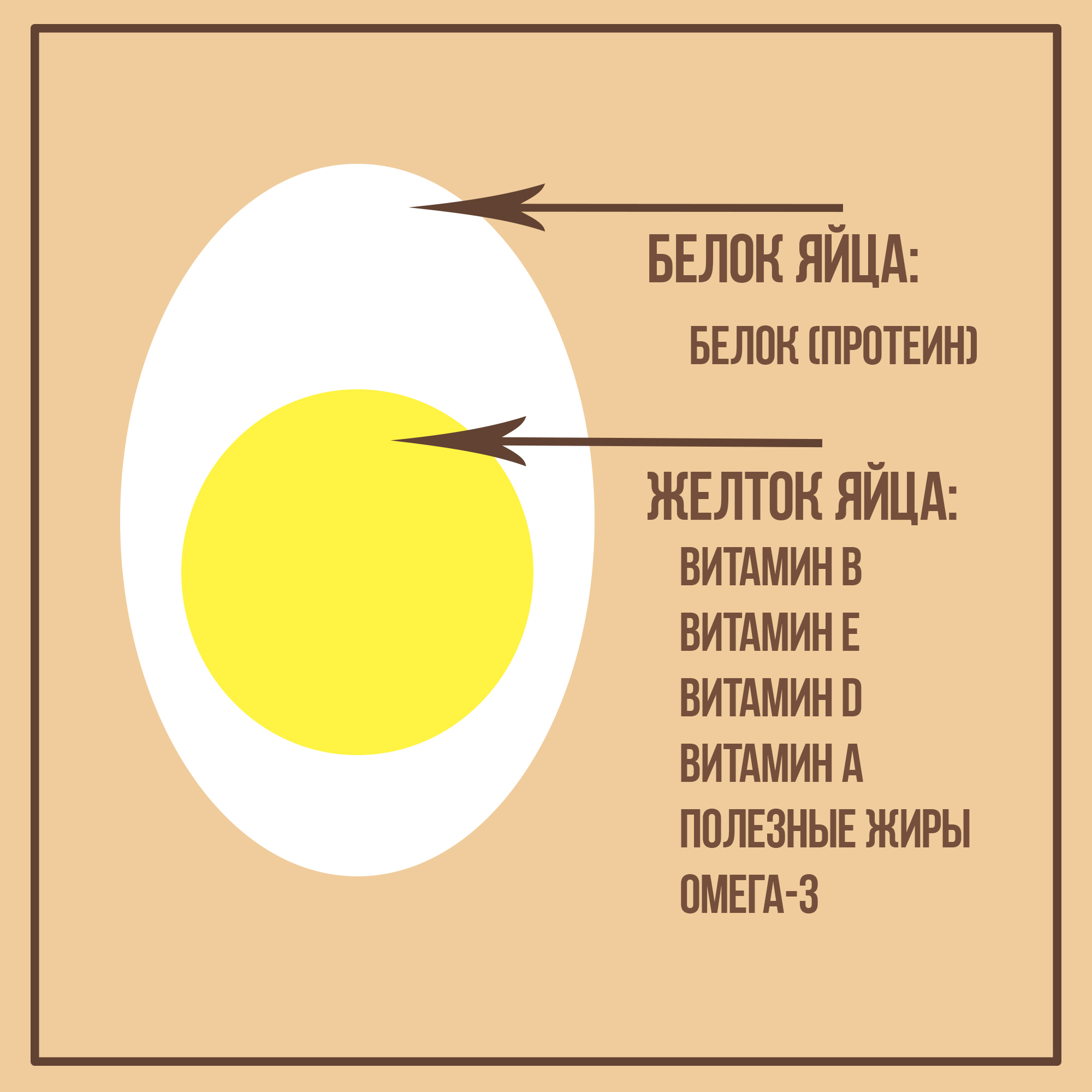 Витамины в яичном желтке. Состав яйца. Состав куриного яйца. Состав желтка куриного яйца. Из чего состоит желток яйца.