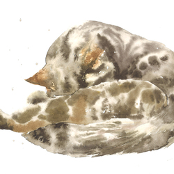 Мистер Дарси