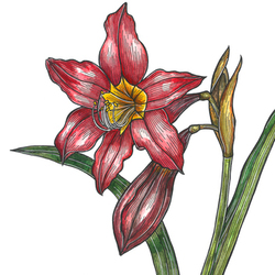 Amaryllis Equestre