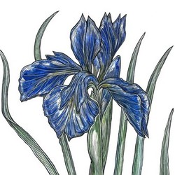 Iris Xyphioides