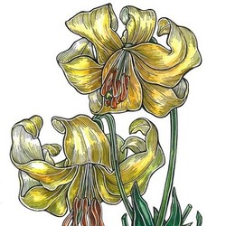 Lilium Testaceum