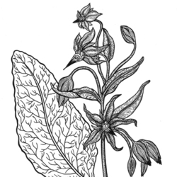 Borago officinalis