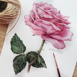 Роза для мамы