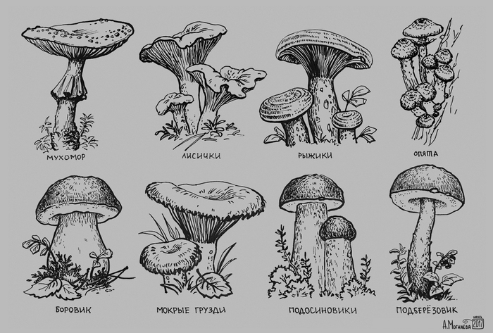 Грибы съедобные и несъедобные картинки для детей с названиями раскраски