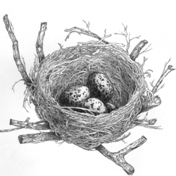 Nest