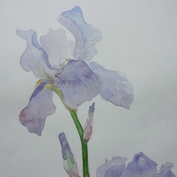 iris