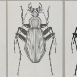 Стилизационный ряд