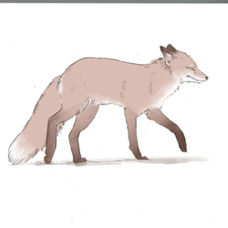 Fox sketch