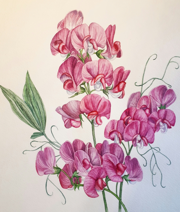 Иллюстрация Горошек декоративный в стиле академический рисунок,