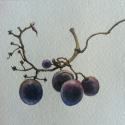 Остатки винограда