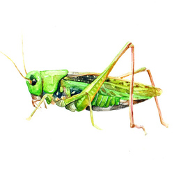 Grasshopper