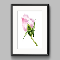 Rose bud art painting. Floral watercolor illustration