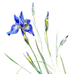 Ирис сибирский