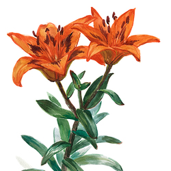 Оранжевая лилия