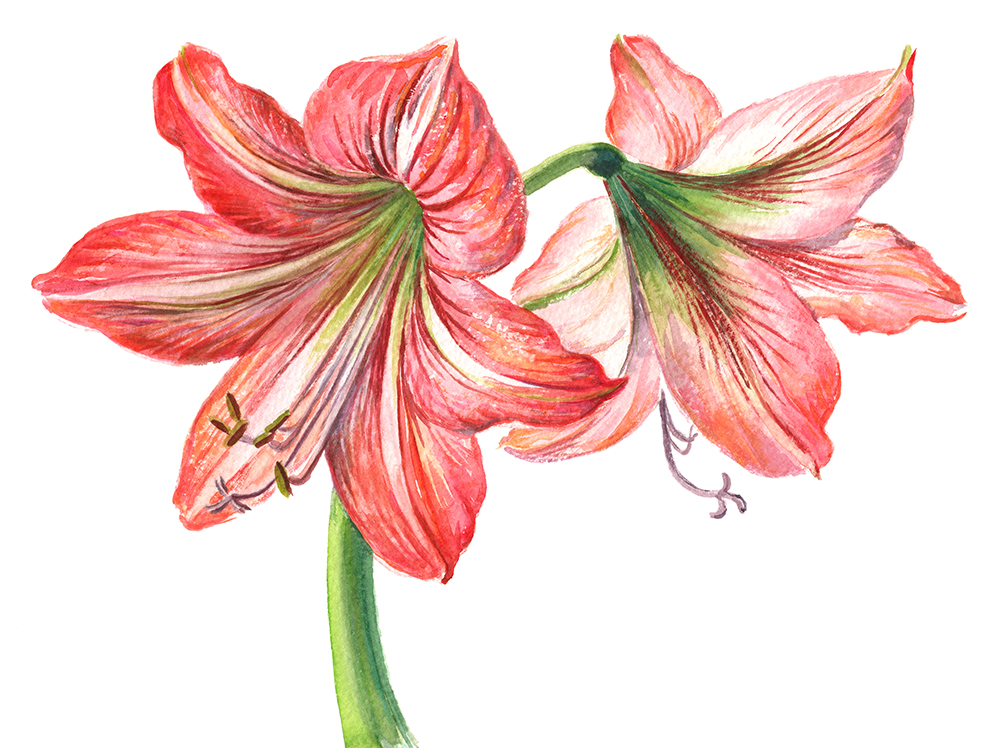 Гиппеаструм