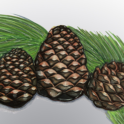 Cedar Cones 