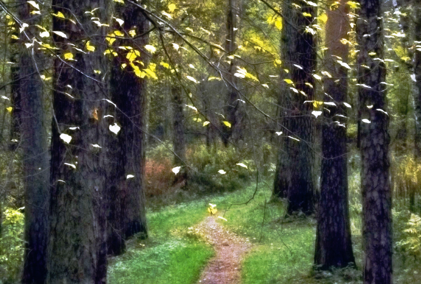 Иллюстрация Листопад ... в стиле другое | Illustrators.ru