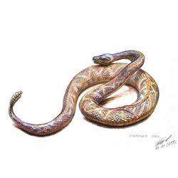 Гремучая змея