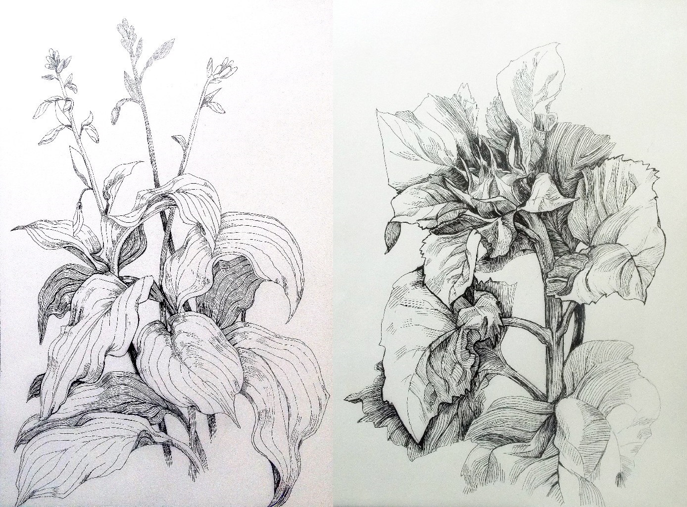 Натура растения. Пленэрные зарисовки лопуха. Зарисовки растений Репинка. Зарисовки растений карандашом. Наброски растений карандашом.