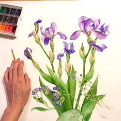 Irises