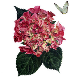Гортензия Бабочка Ботаническая иллюстрация 