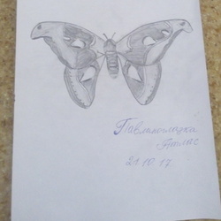 Павлиноглазка Атлас 