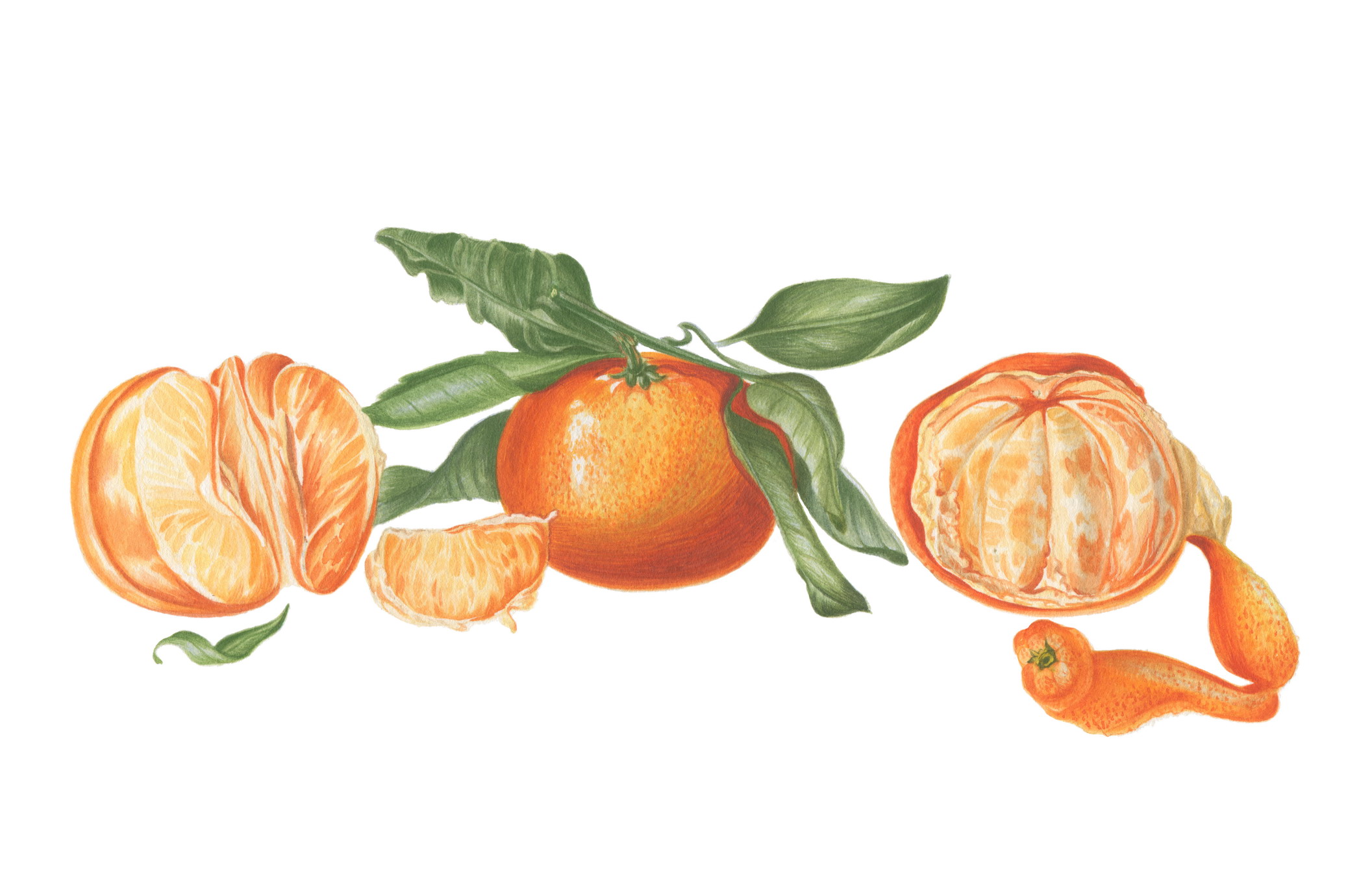 Ботаническая иллюстрация цветными карандашами мандарин