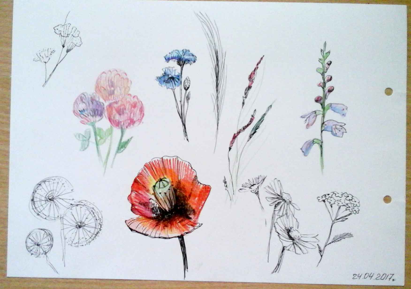 Полевые цветы рисунок цветным карандашом