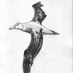 Albatross sketch