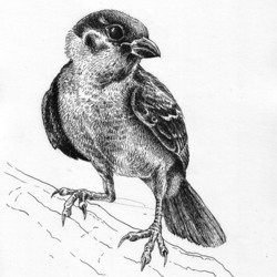 Sparrow sketch