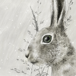 Winter rabbit 