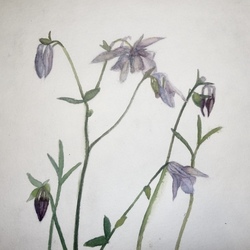 Aquilegia